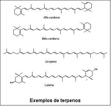 Caixa de texto:  

Exemplos de terpenos
